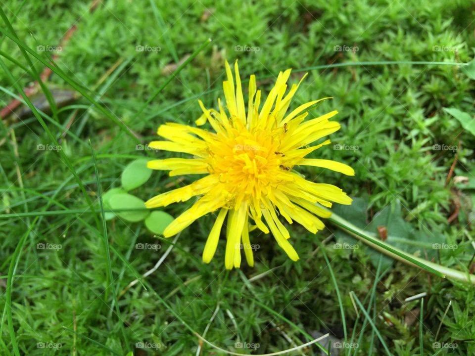 Flowers