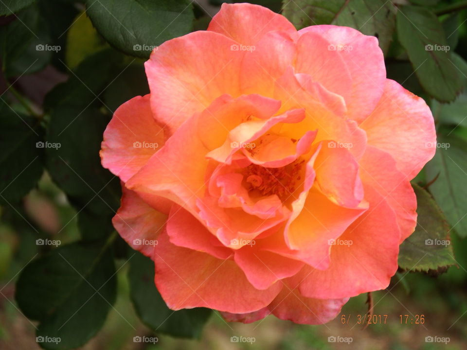 Dark peach solo rose bloom full