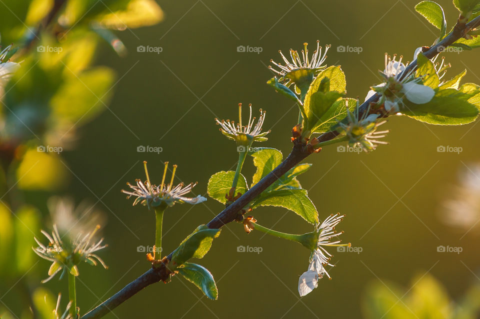 Blooming tree, branch