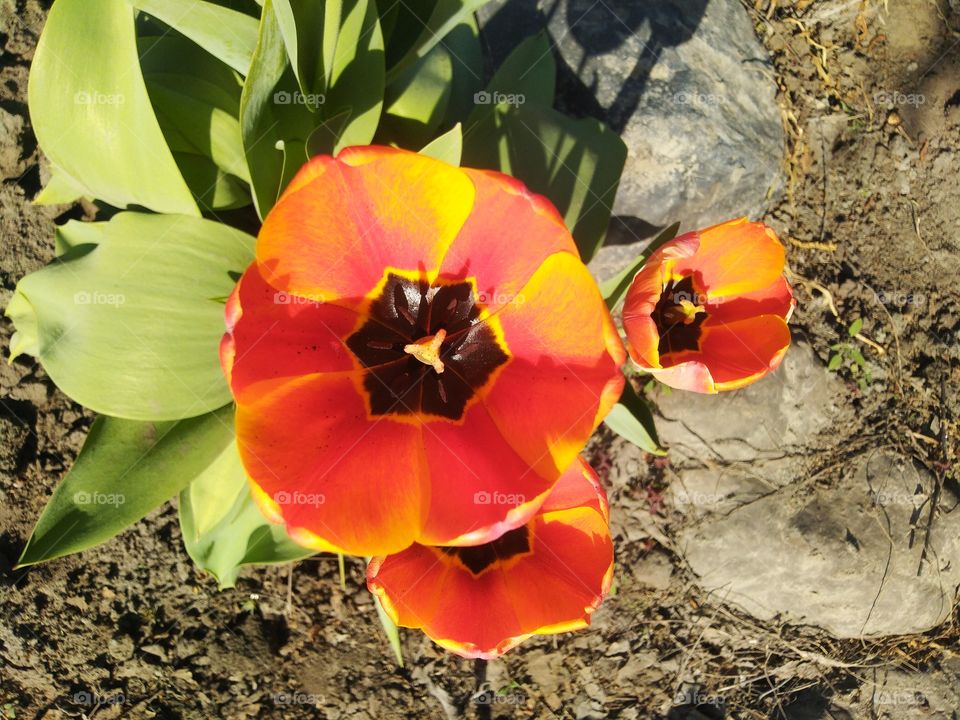 Nature, Flower, No Person, Leaf, Summer