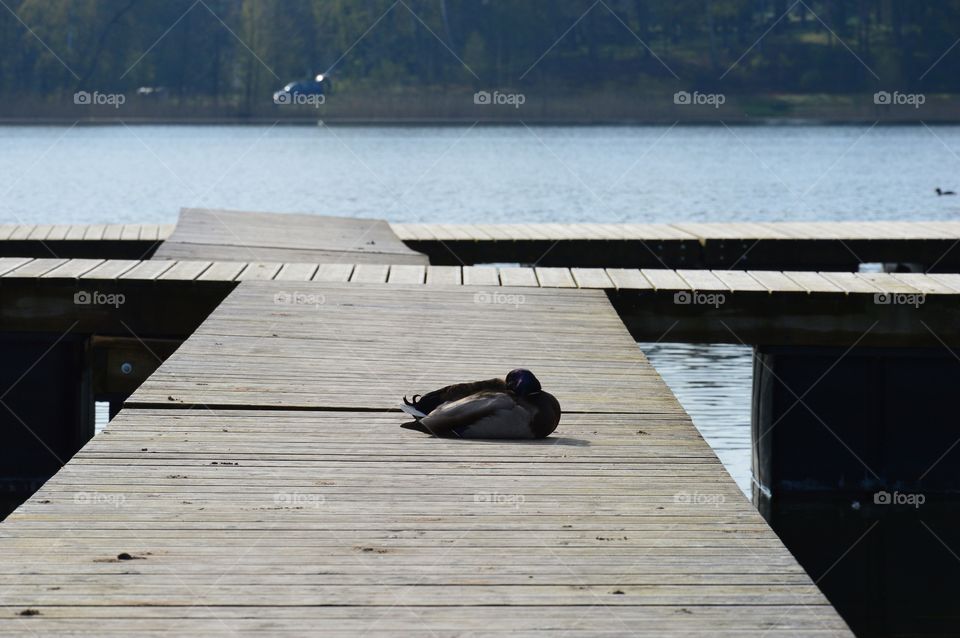 footbridge and duck