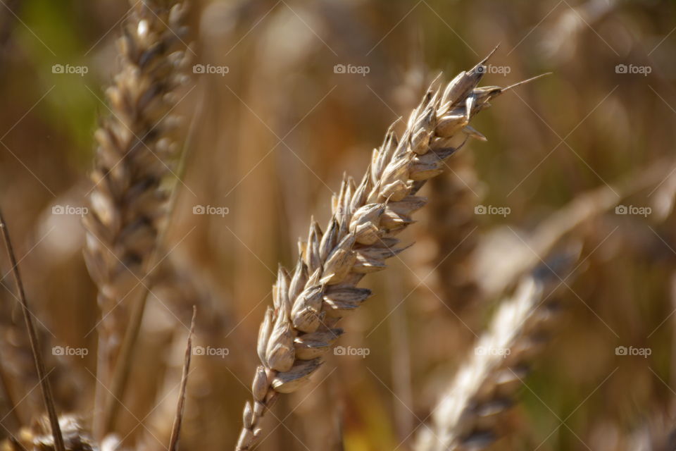Close-up of wheat crop
