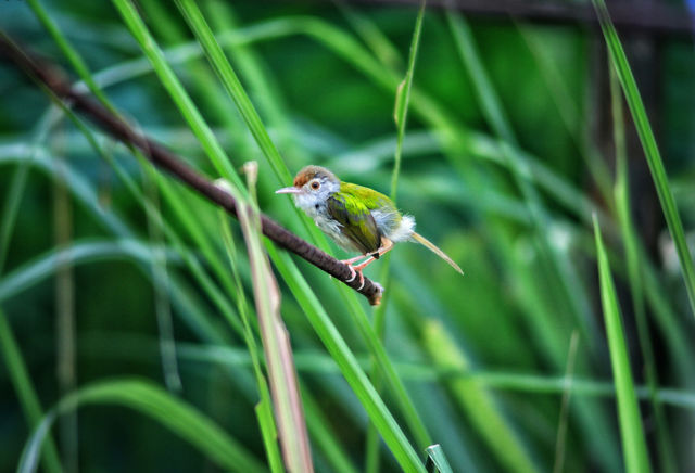 small bird