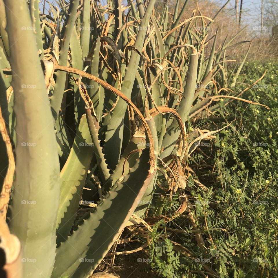 Picture, cactus, green cactus, oleifera, green