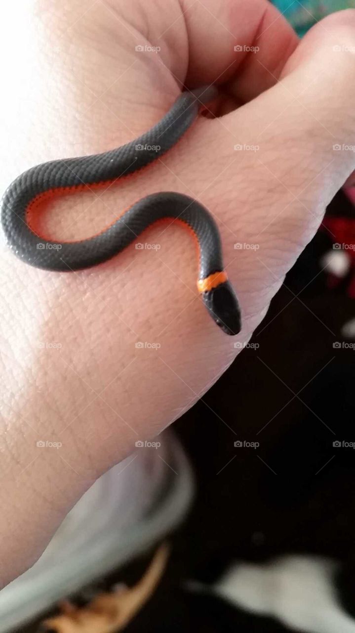 little snake
