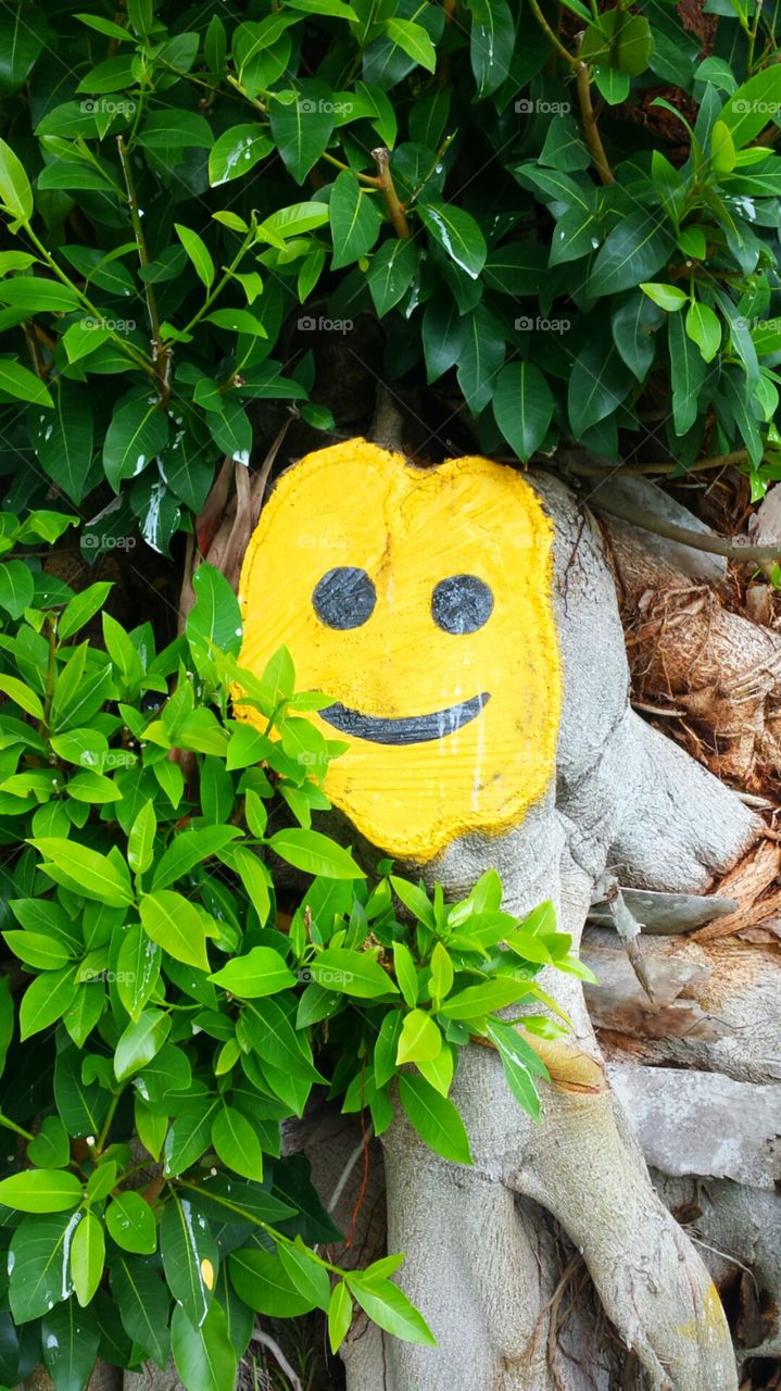 Happy Stump. Randomly stumbled upon this cutie tree in my town.