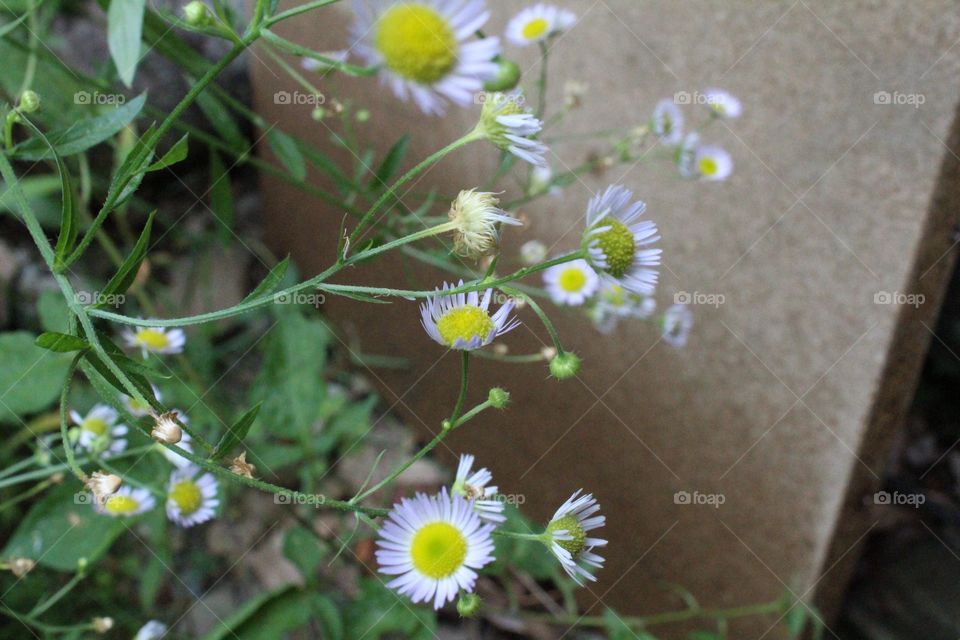 Nice tiny flowers