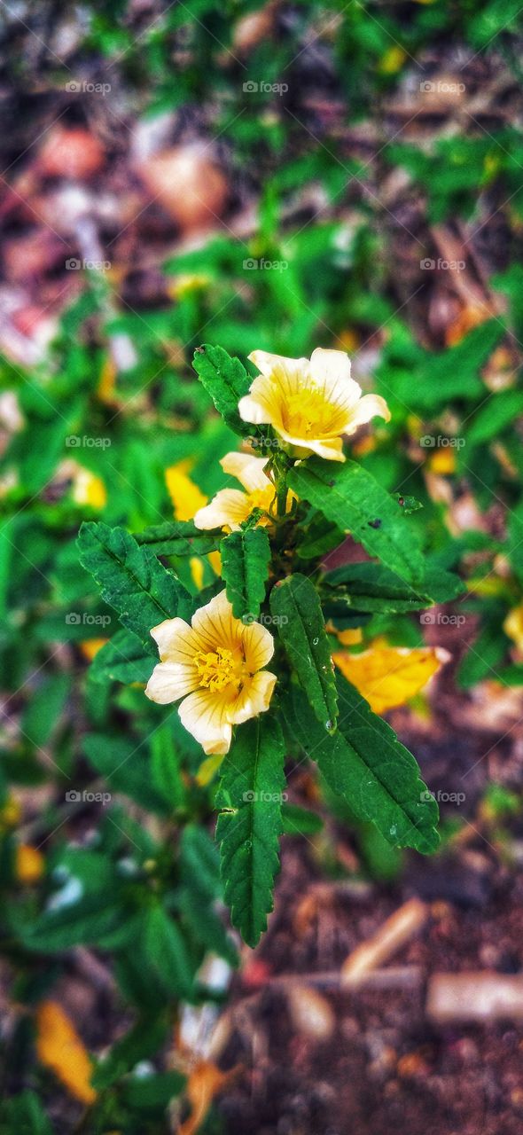 Seleguri or sidaguri is a herbaceous plant with yellow flowers and its roots can be used as medicine.