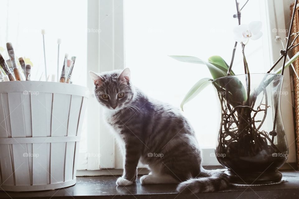 Cute cat in the window 