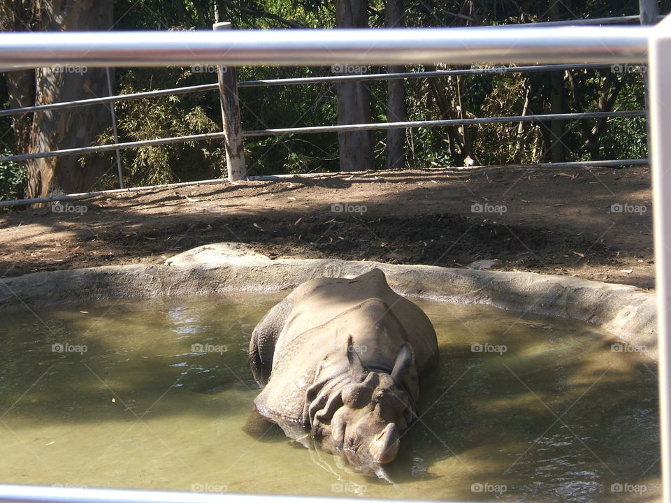 Rhino at rest