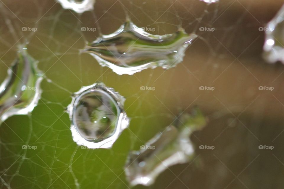 Water Drops Traped In Cobweb