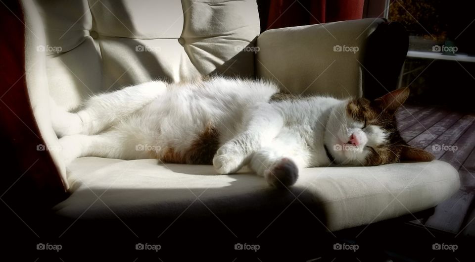 Cat nap in a ray of sun