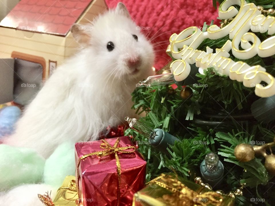 Xmas hamster