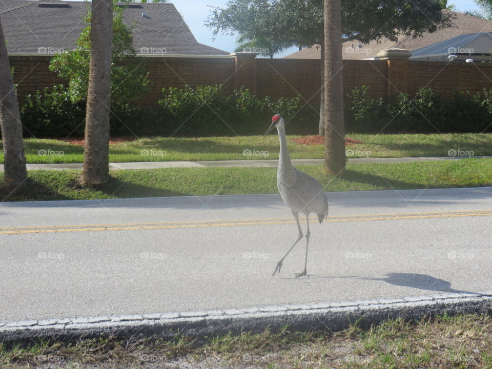 Red headed crane on road