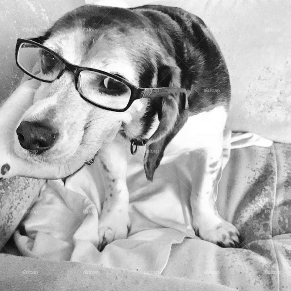 Dogs are smart too!! 