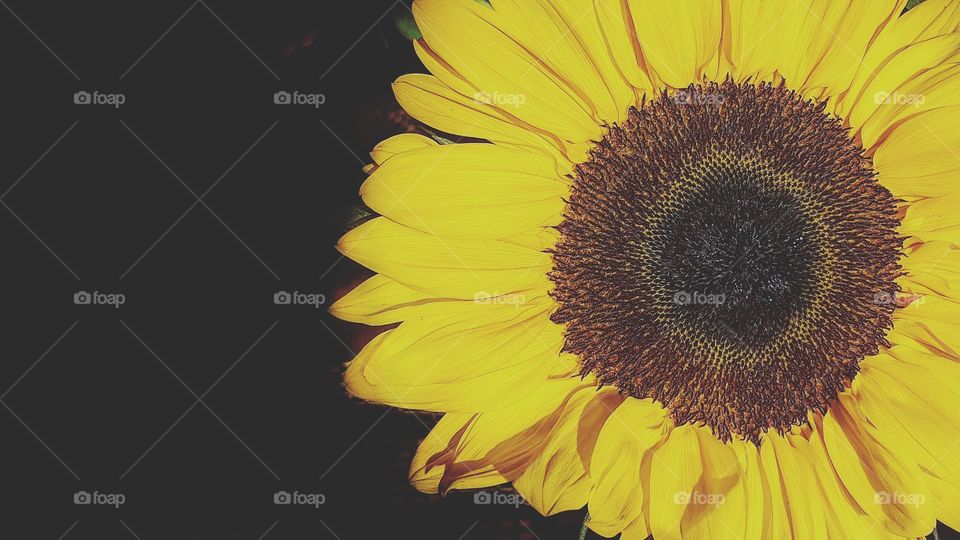 sunflower