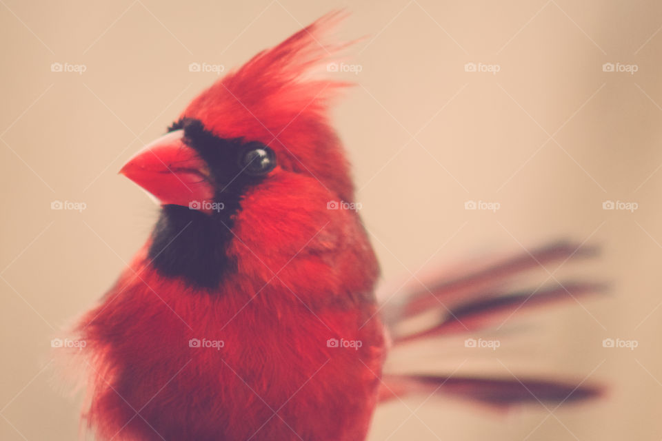 Cardinal, Male, Bird, Wildlife, Nature