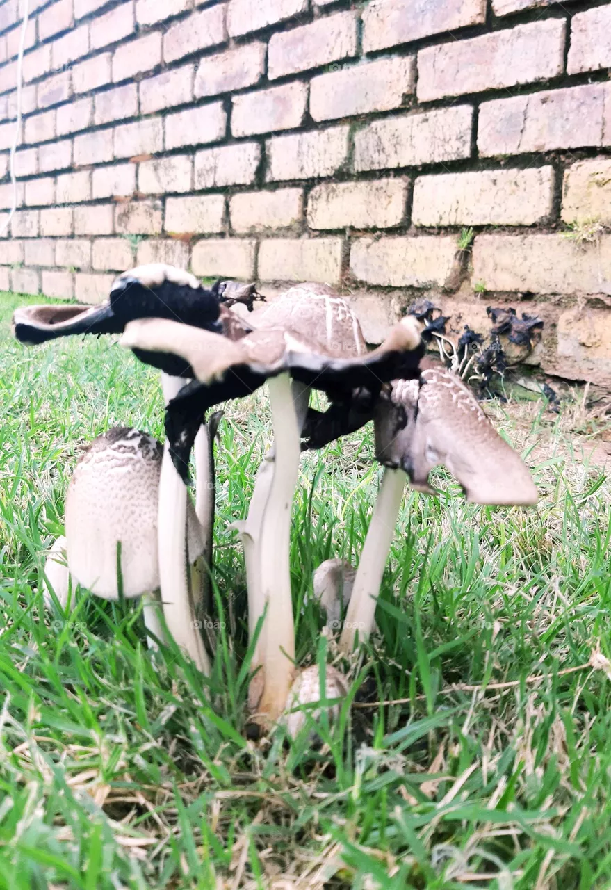 mushrooms