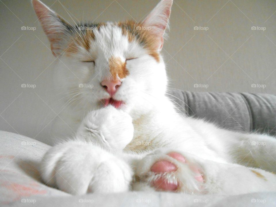 Cat, Cute, Sleep, Animal, Kitten