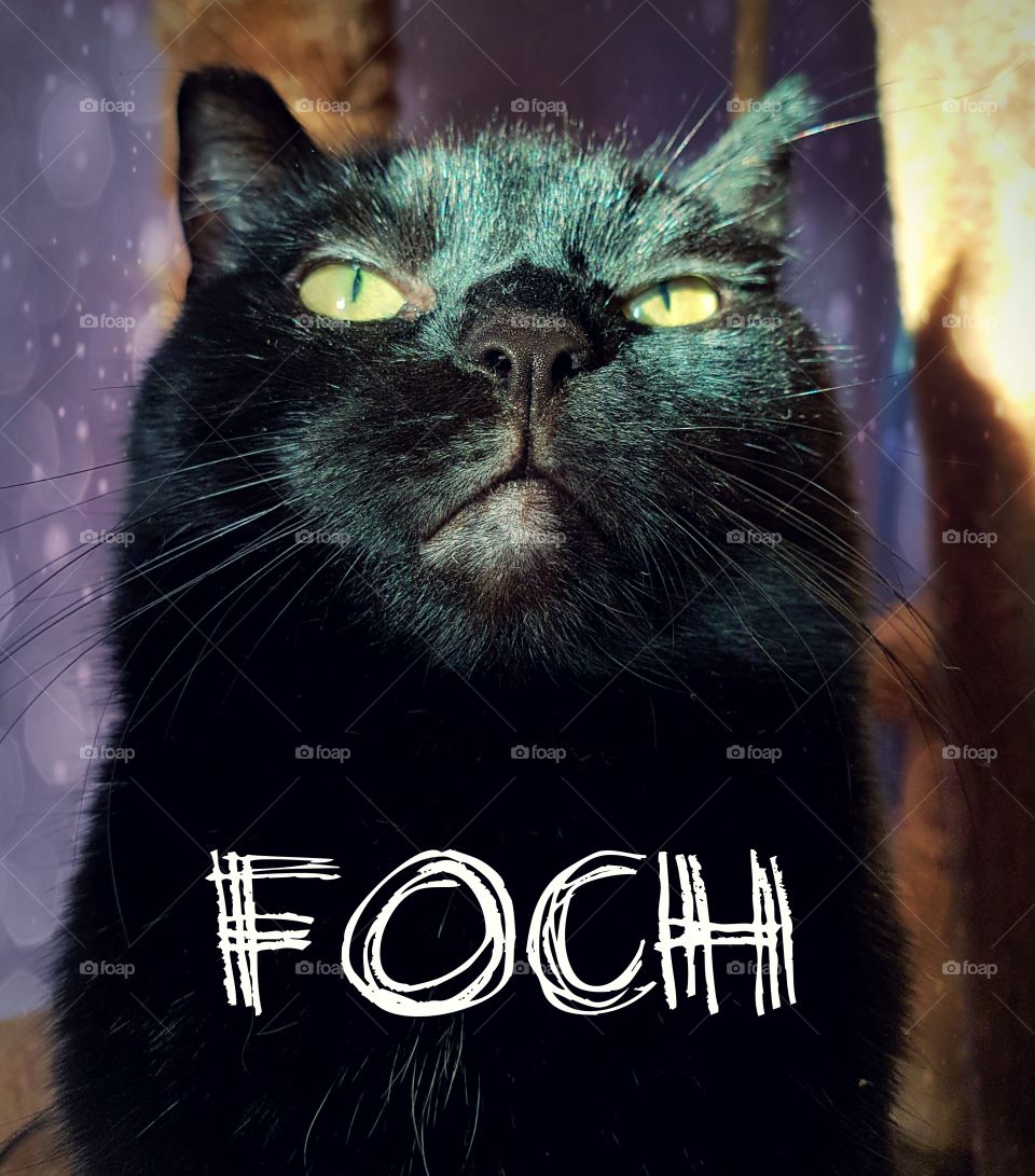 Cat Foch
