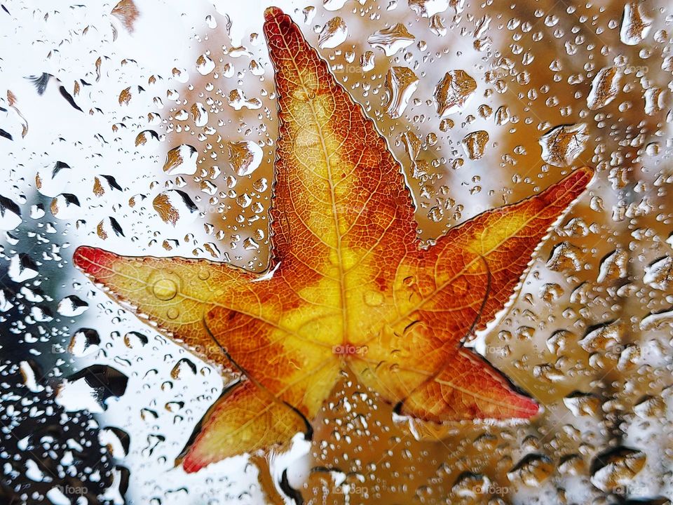 Fallen fall leaf stuck on a windshield as rain drops continue to fall
