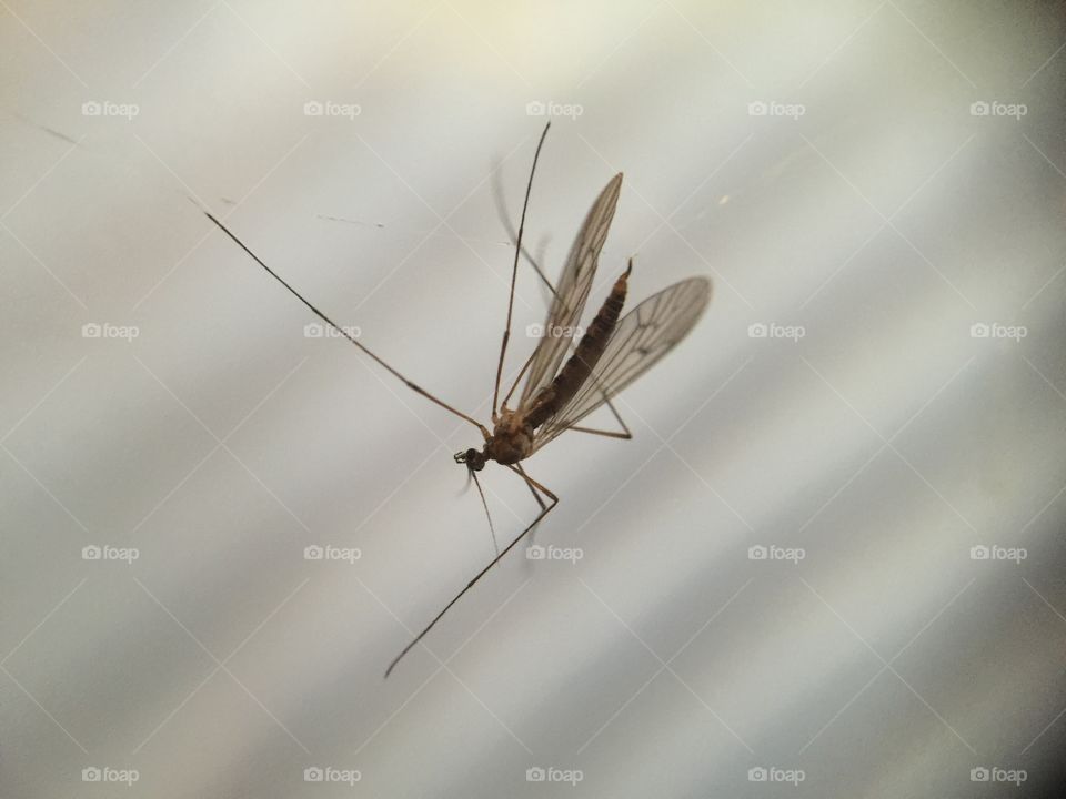 Macro bug in spider web