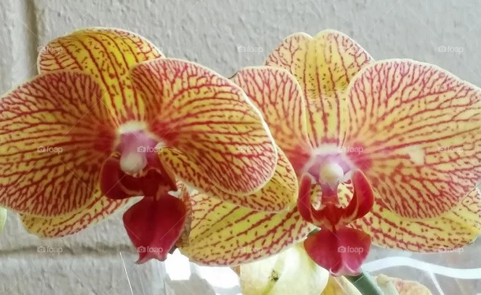 Orchids