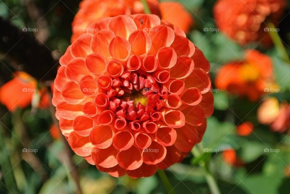 Gorgeous flower