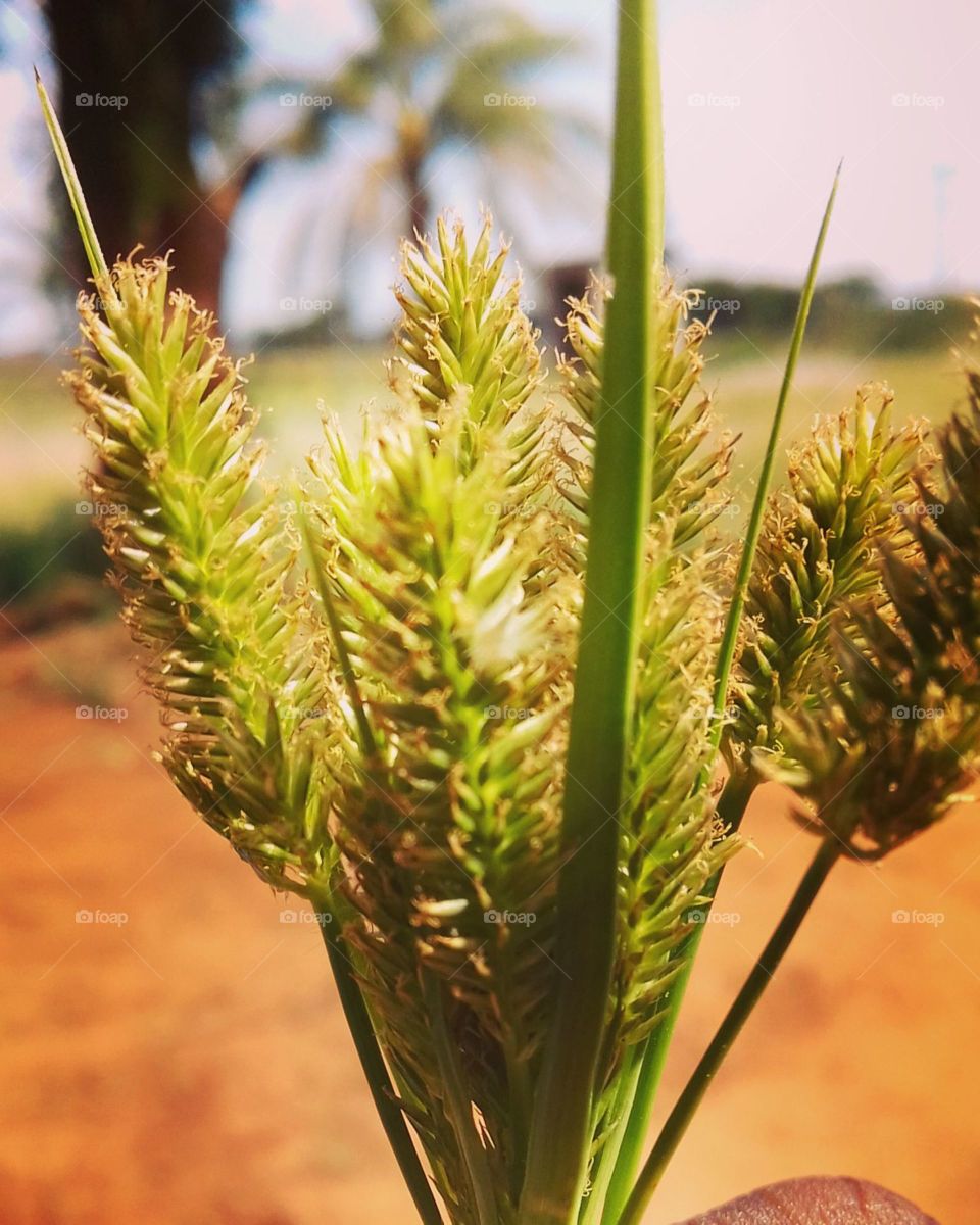 wheat.
good
nice
better❤️