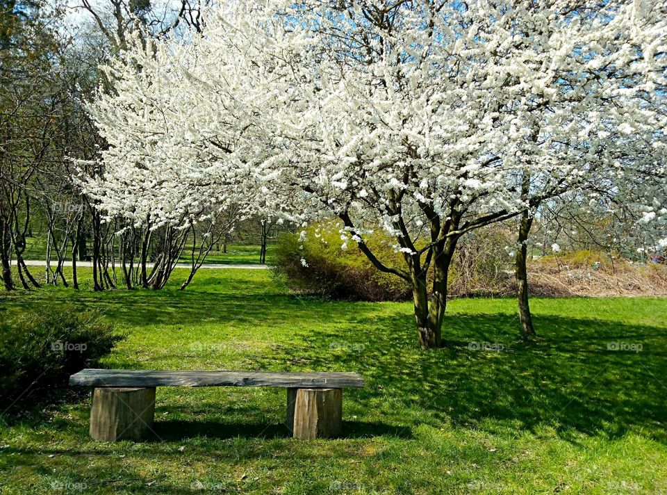 Tree, Landscape, Springtime, Season, Cherry