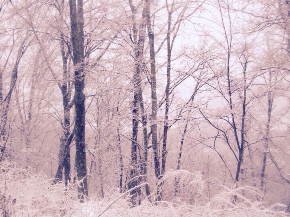 Snow trees 2 
