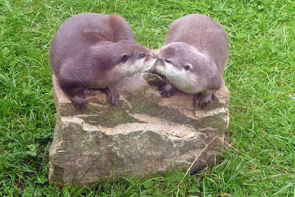 kissing otters on rock