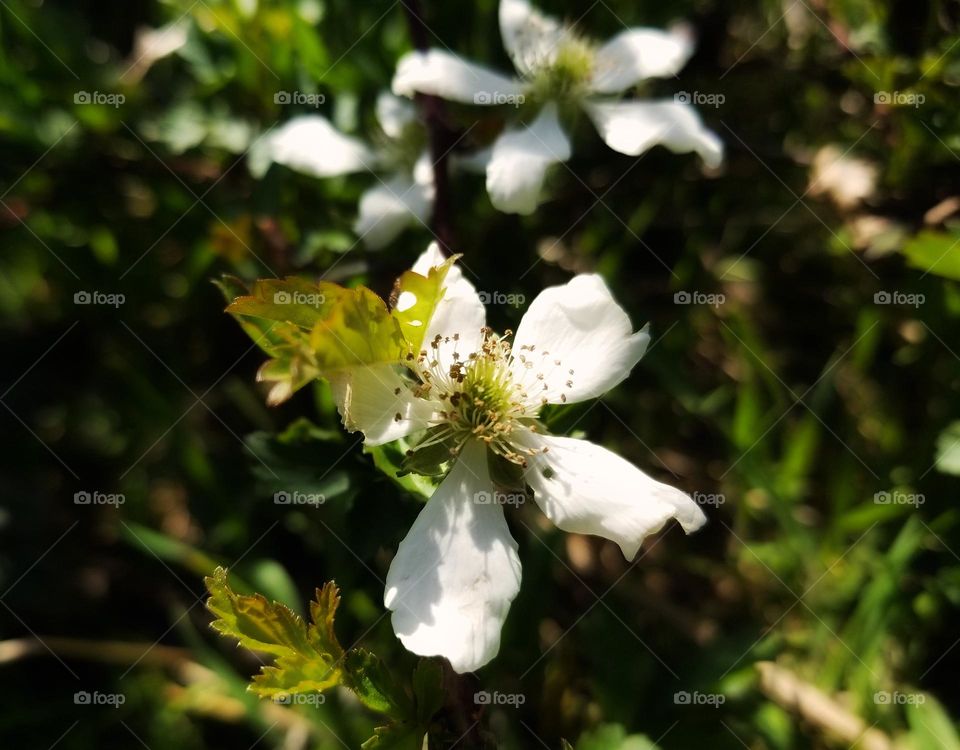 Dewberry Blossom in Early Spring