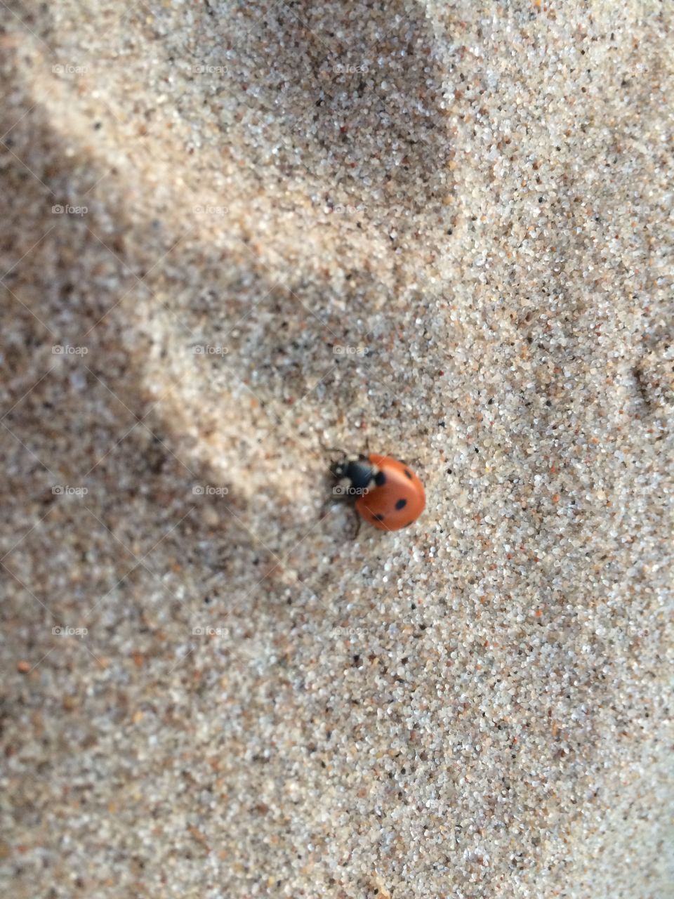 A tiny ladybug 