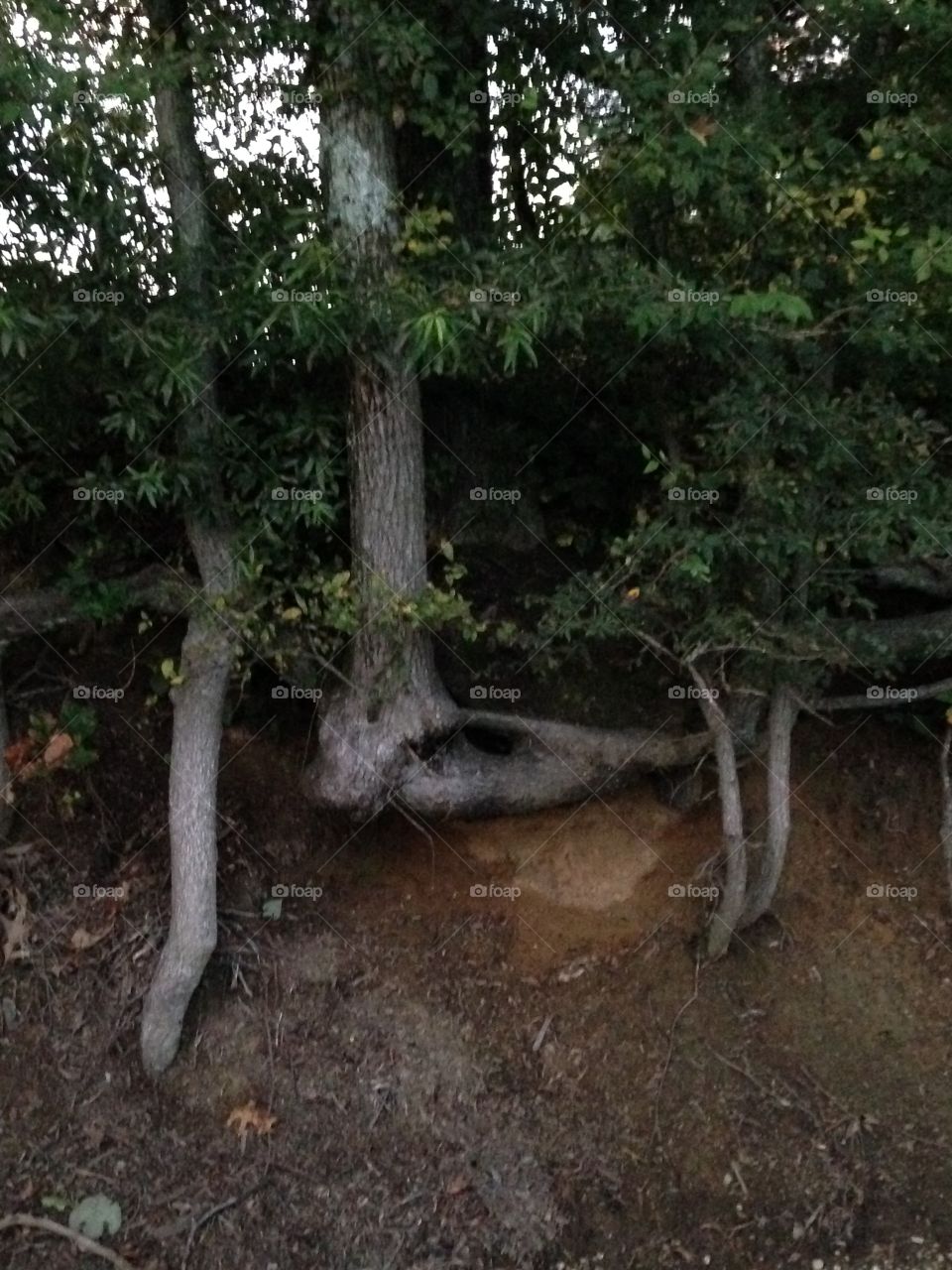 Wicked Cool 
Tree Foot