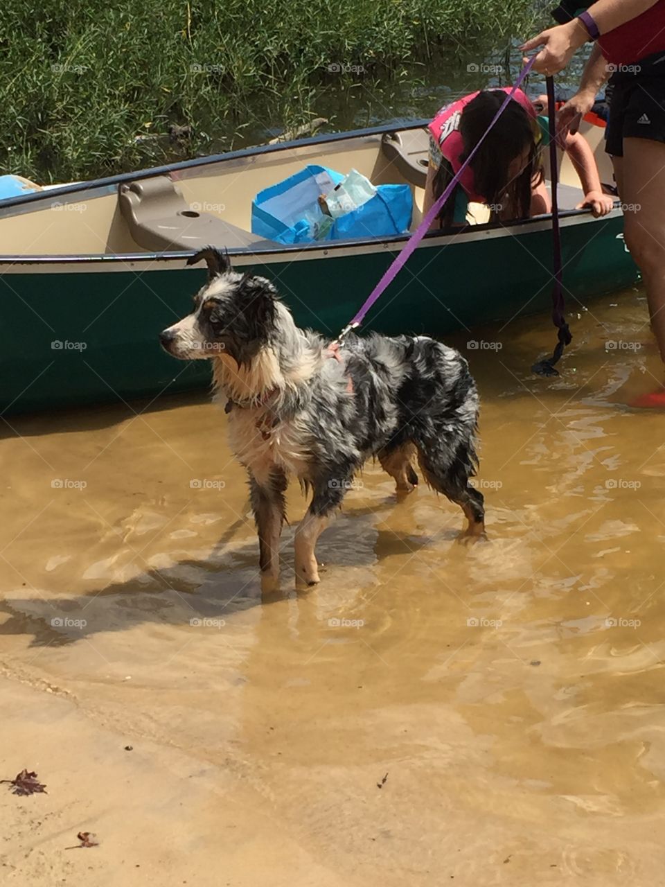 Dog in water