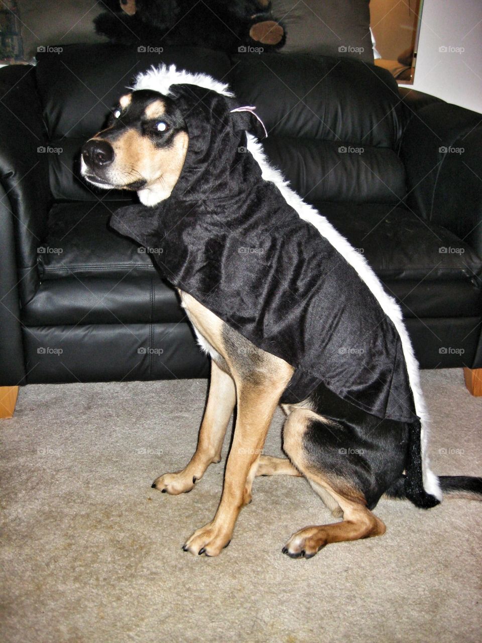 Arrow is less than impressed by his skunk costume.  Really mom?