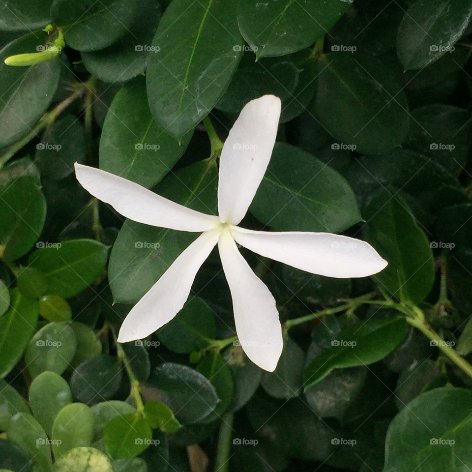 Perfume jasmine