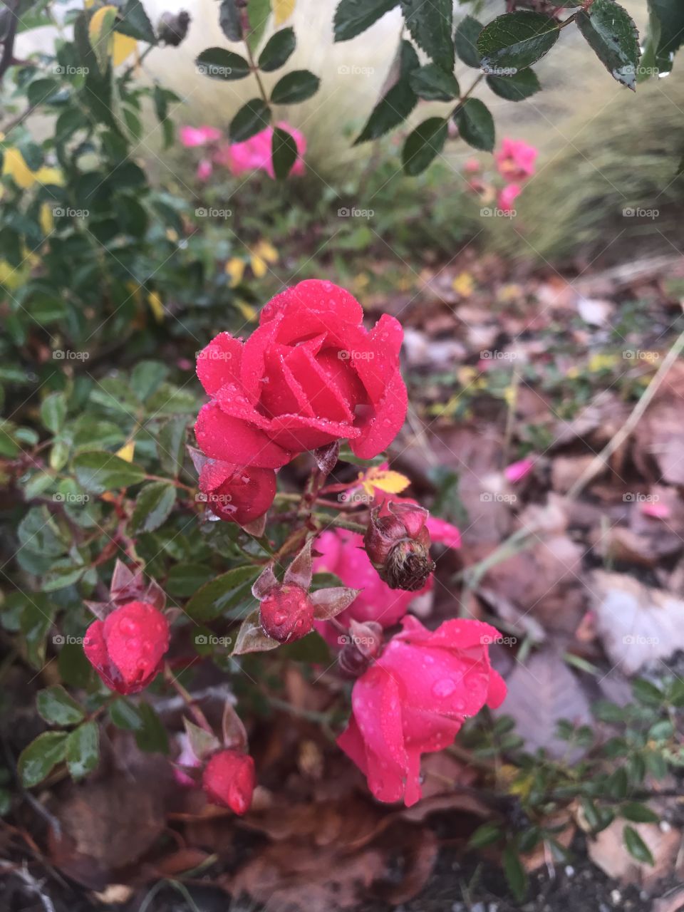 A vey beautiful pink rose bush and rose with drops of dew from the rain on each soft petal, the beauty in nature is all around us, located in America, USA