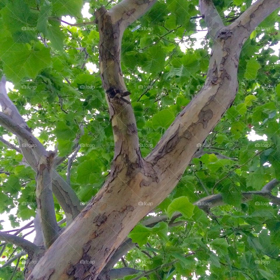 Sycamore looking up