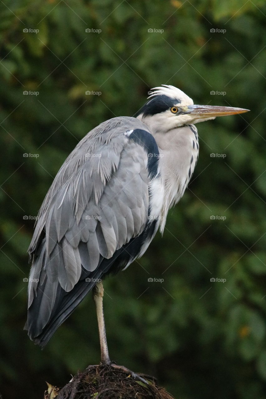 Gray heron