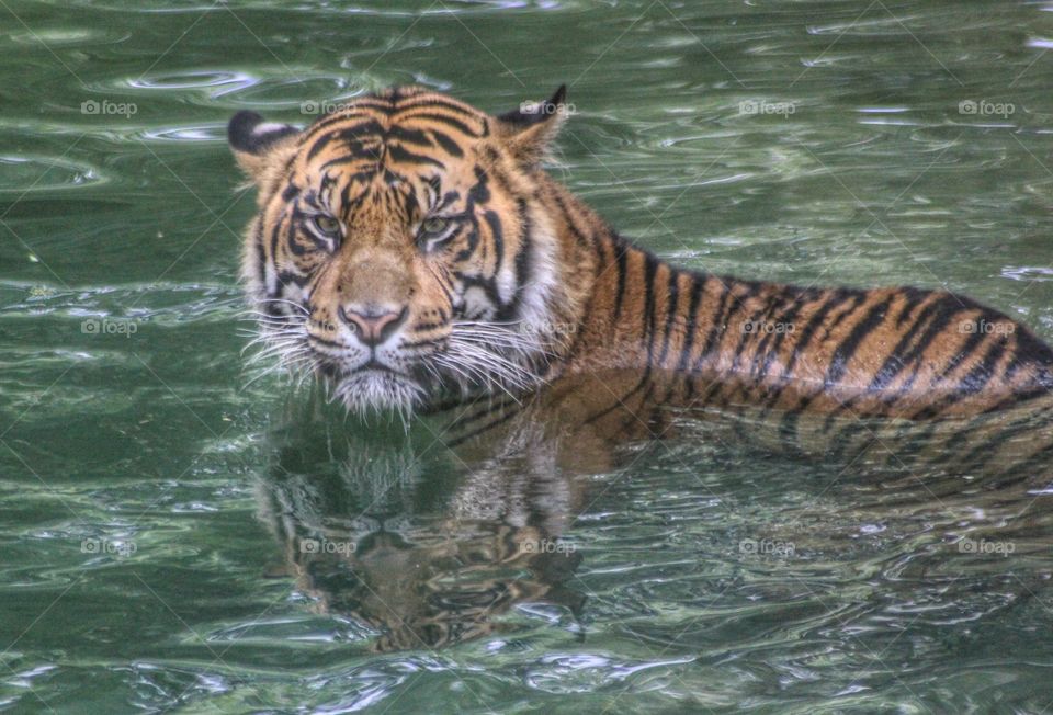Tiger going for a swim!