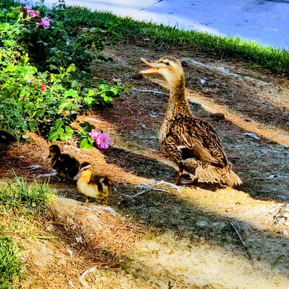 Mama duck and her duckling in Las Vegas out exploring.