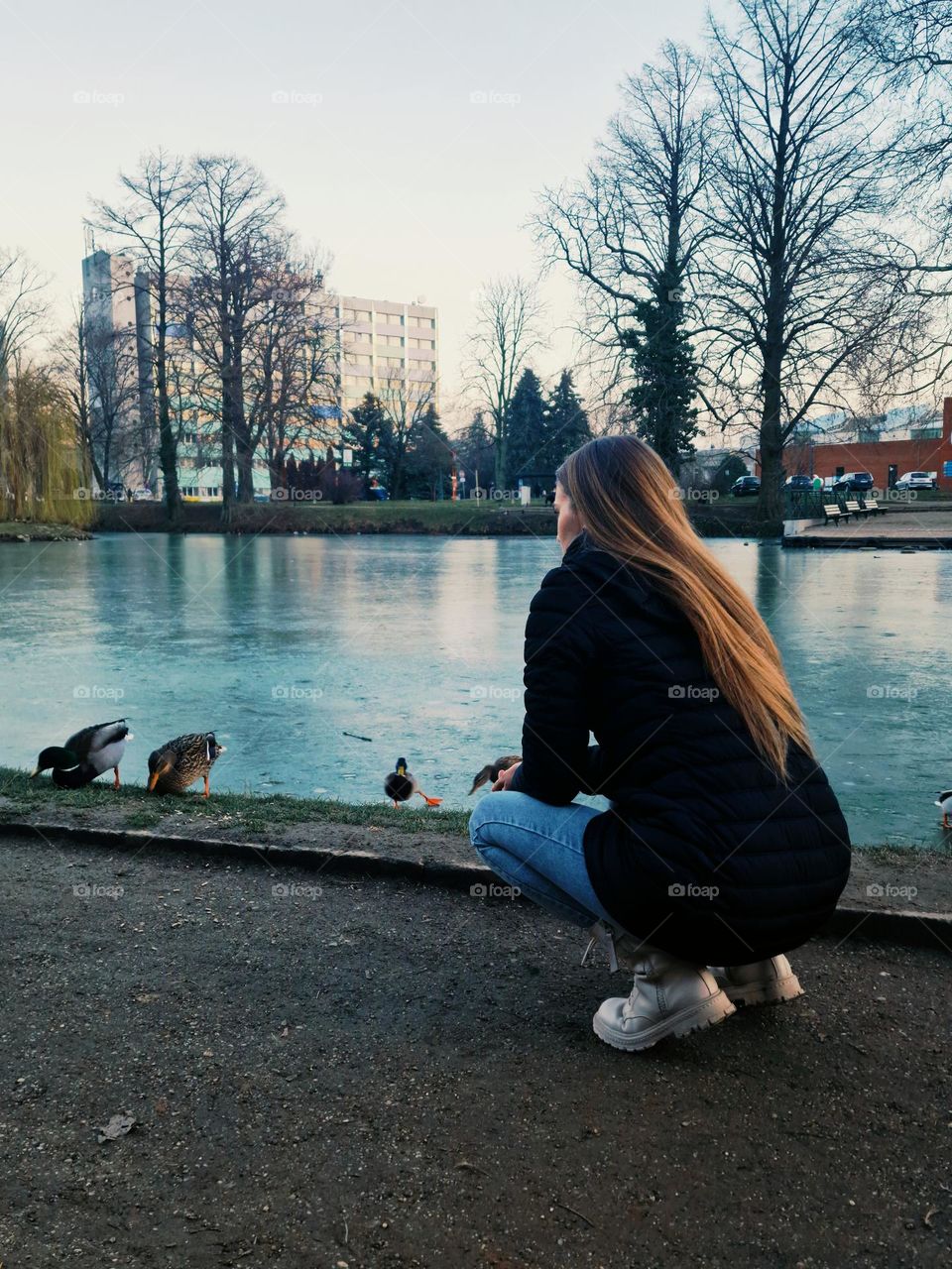 wild ducks on the lake in Gyula