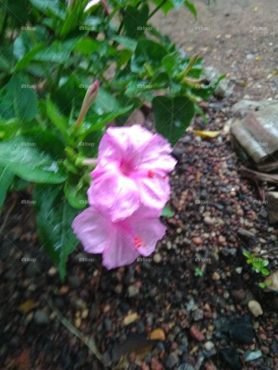 pink coloured flowers