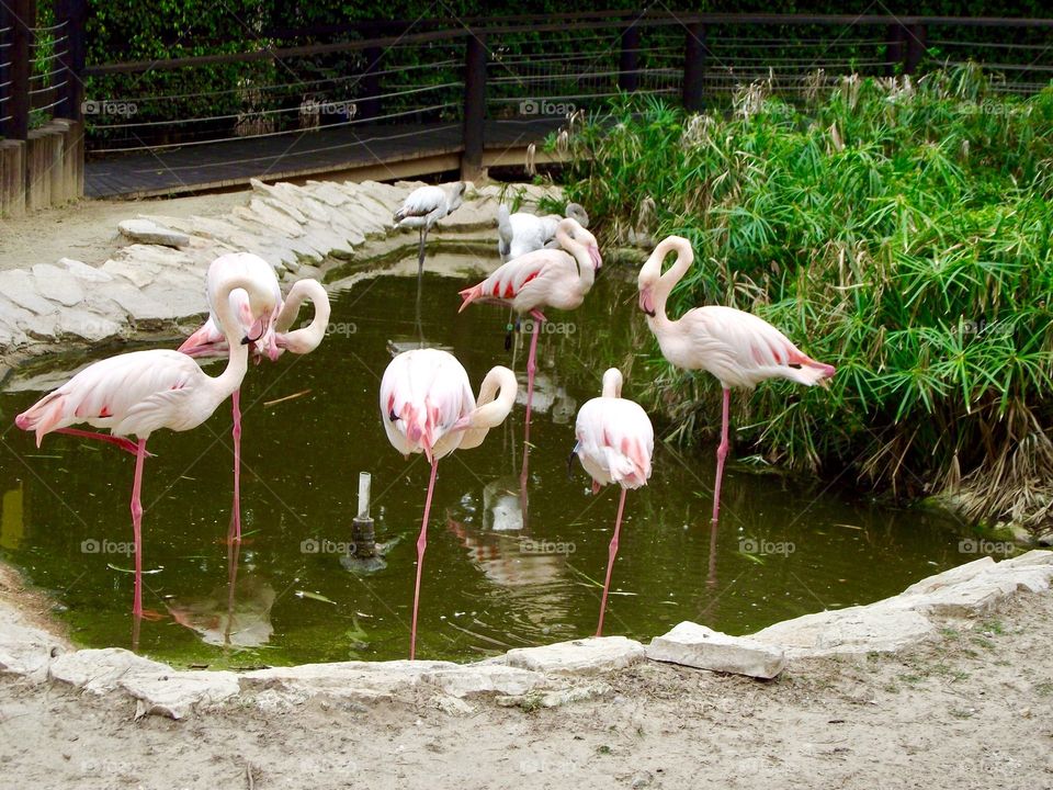 flamingo