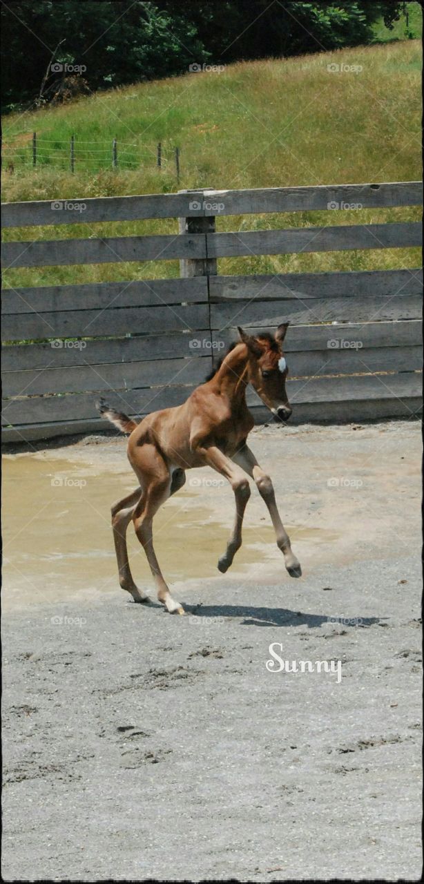 Egyptian Arabian foal