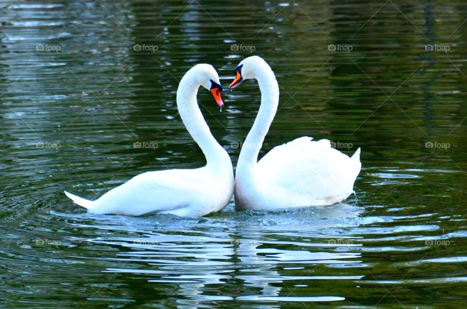 Spring. Birds. White swans. Love dance of two white swans