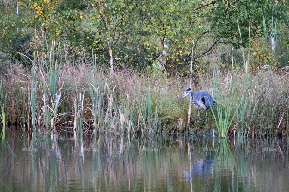 Autumn , heron standing in the reeds by the lake  - höst, häger står i vassen  vid sjön
