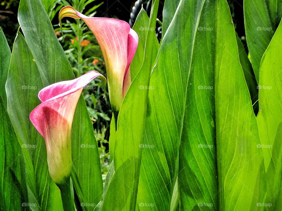 Calla Lilly